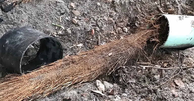 How Fast Do Tree Roots Grow In Sewer Pipes
