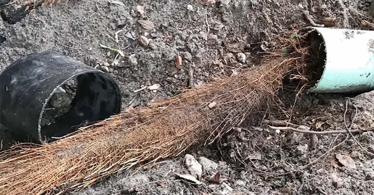 How Fast Do Tree Roots Grow In Sewer Pipes?