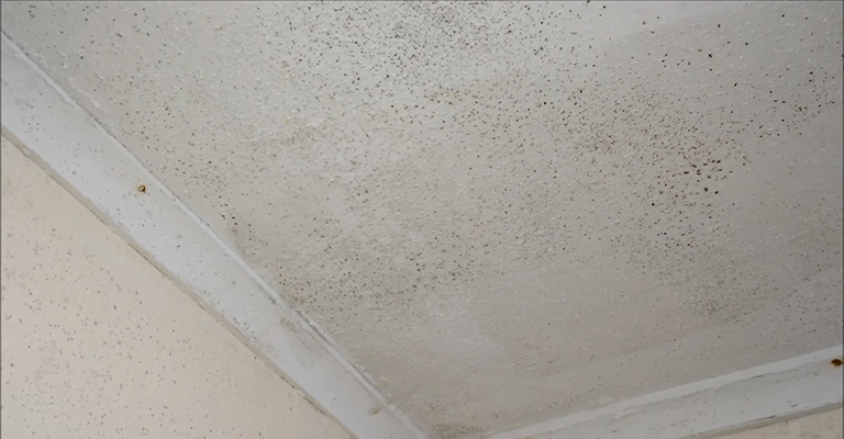 How To Remove Mold From The Garage Ceiling