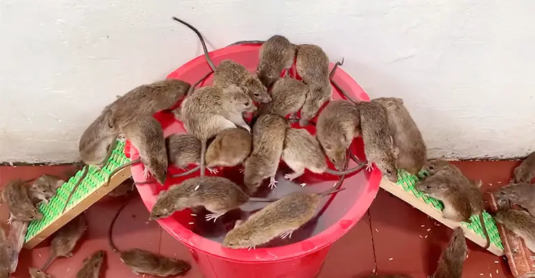 How To Get Rid Of Mice In Ceiling Without Access