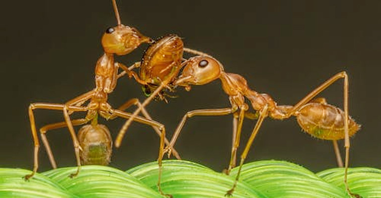 How To Get Rid Of Fire Ants Without Harming Pets?