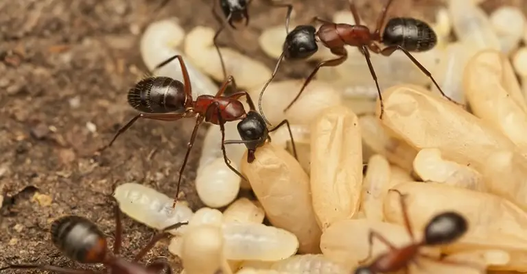 Start With Ant Prevention