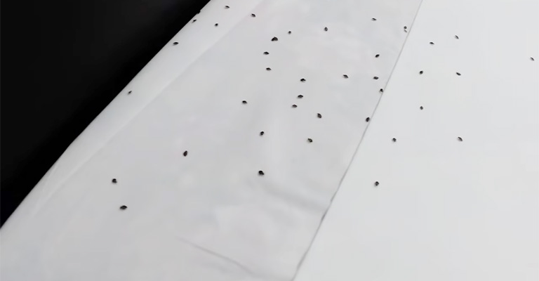 Can You Kill Bed Bugs By Turning Up The Heat