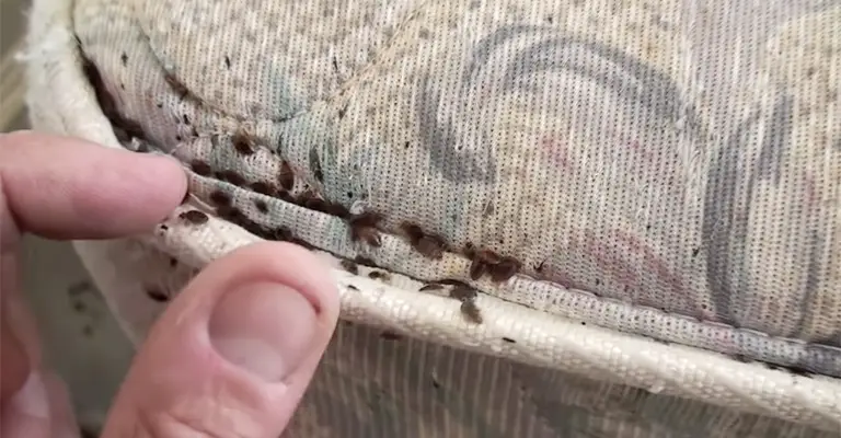Killing Bed Bugs with Heat How It Works