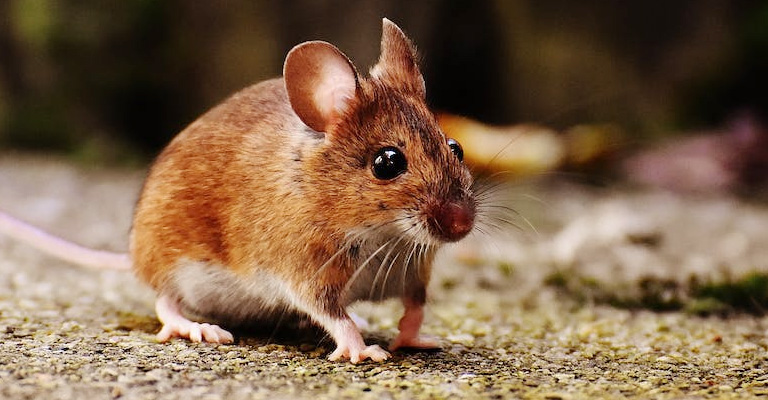 Can Mice Come Through Floor Vents Diy