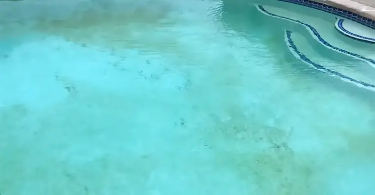 Why There Are Dead Gnats in Pool