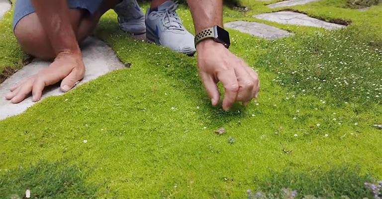 Moss Growth On The Lawn